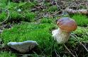 Funghi